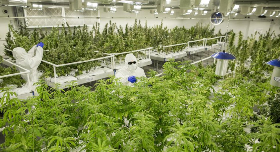 Australia’s First Medical Marijuana Crop Harvested from Secret Government Site