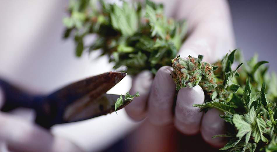 Australia Legalizes Medical Marijuana Starting This November