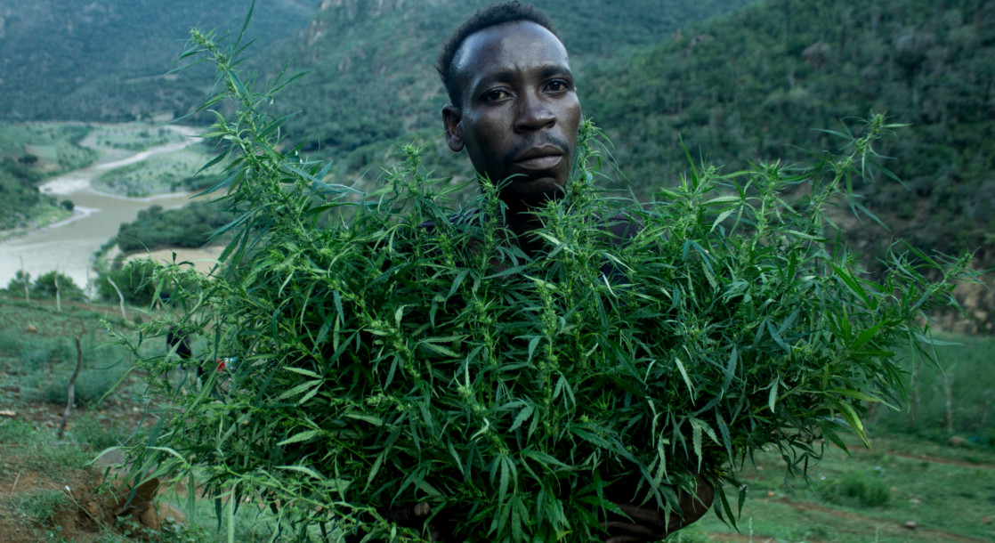 Cannabis Legalization Efforts Are Gaining Ground in Africa