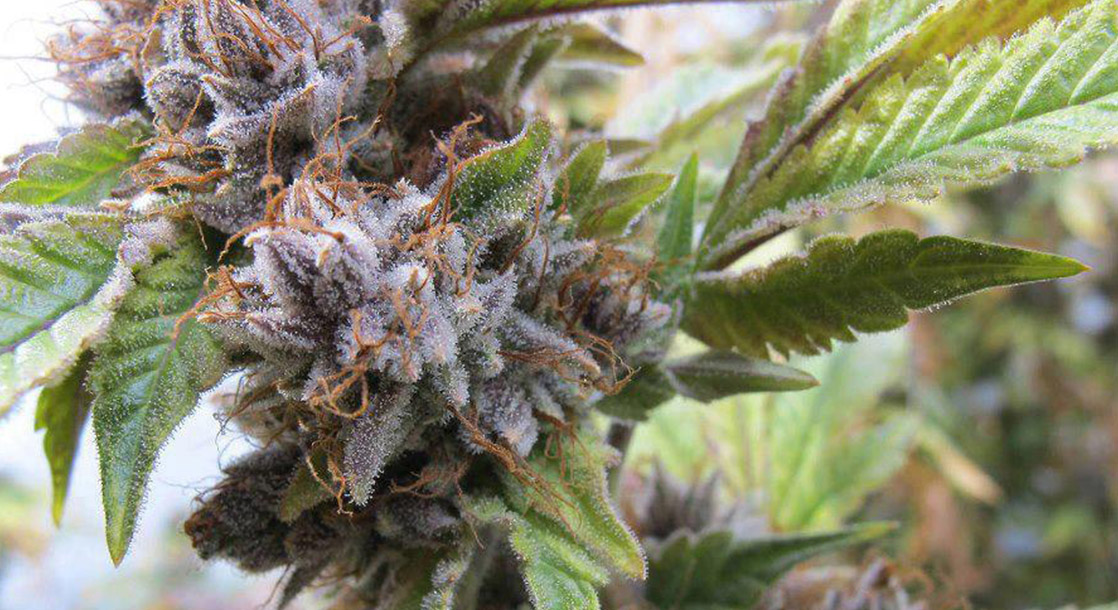 Arkansas Will Vote on Dueling Medical Marijuana Initiatives This November