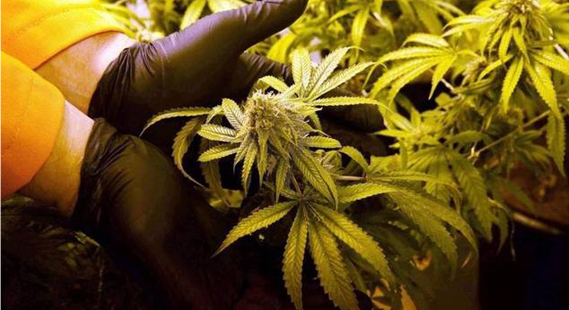 Broward County, Florida Postpones Implementing Medical Marijuana Regulations