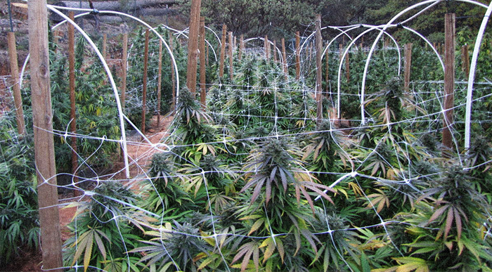 California’s Calaveras County Considering Sweeping Ban on Cannabis Cultivation