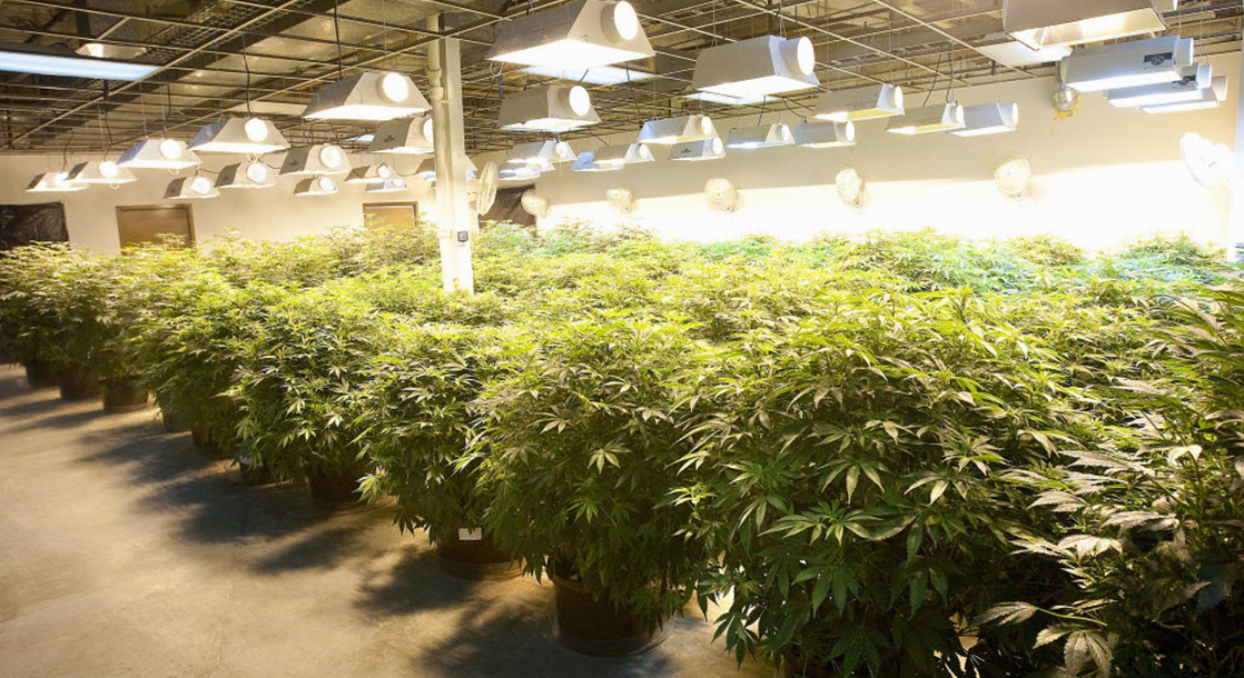 California Regulators Study Impact of Cannabis Cultivation on Energy