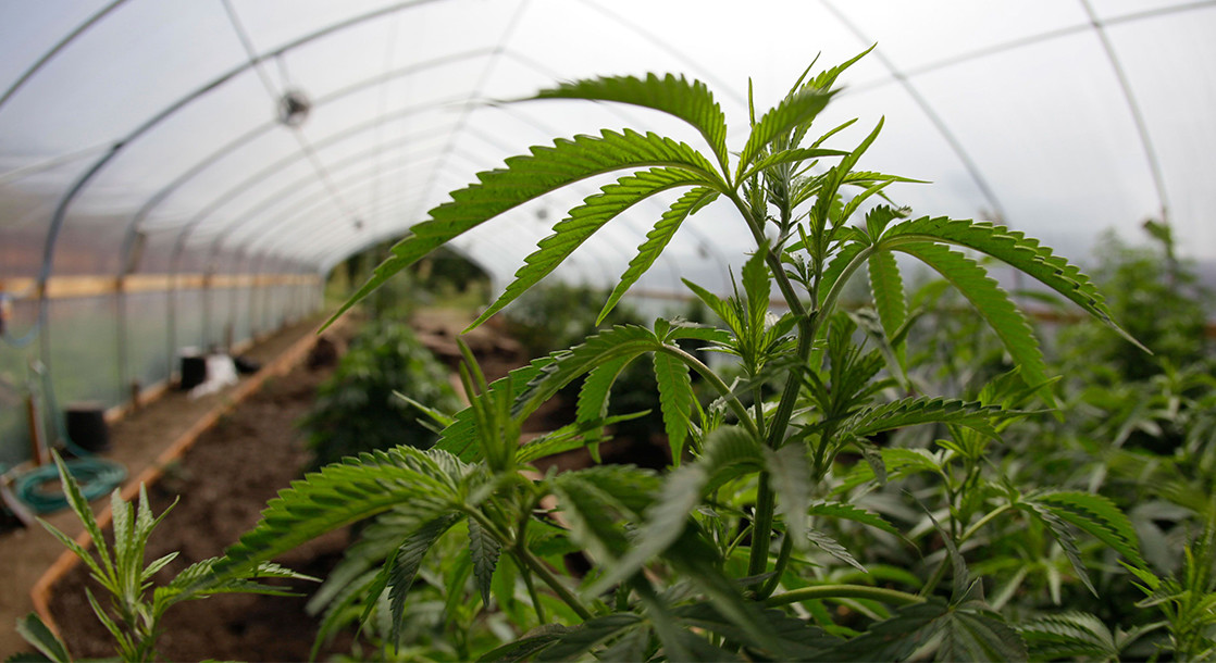 California Lawmakers Continue Debating New Recreational Marijuana Market Regulations