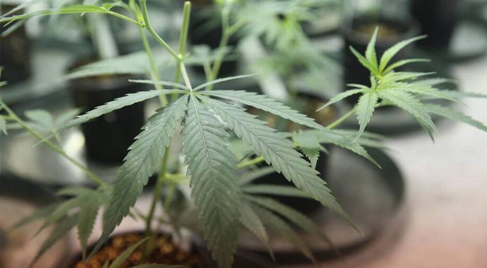California Newspapers Want to End Marijuana Prohibition