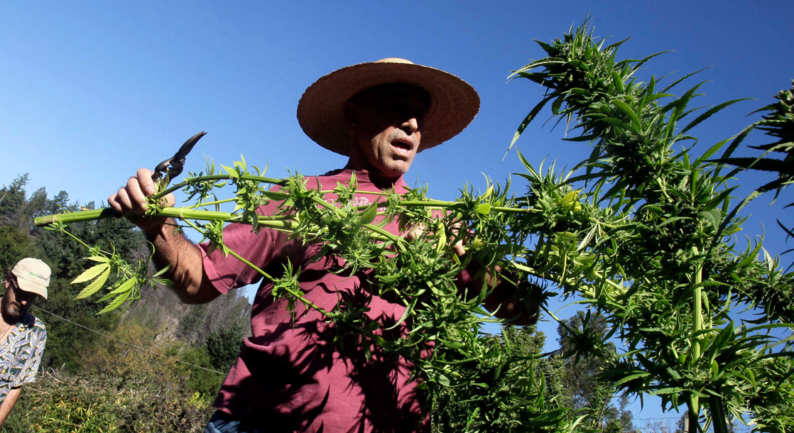 California Pot Farmers Are Fighting For The Right To Grow