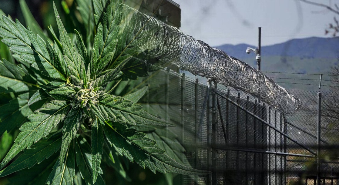 This California Town is Turning a Prison Into a Pot Farm