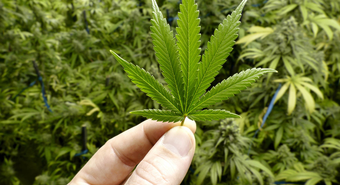 Canadian Cannabis Producers Poised to Dominate the Global Marijuana Market
