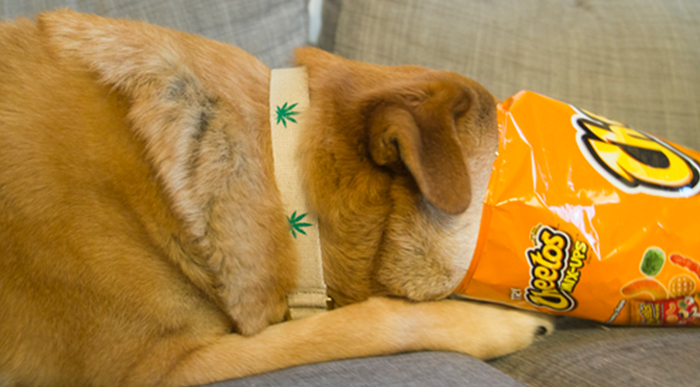 10 Awesome Cannabis-Inspired Holiday Gifts for Your Pets