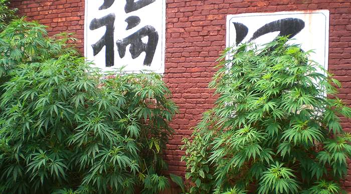 How Difficult Is It to Get Weed in China?