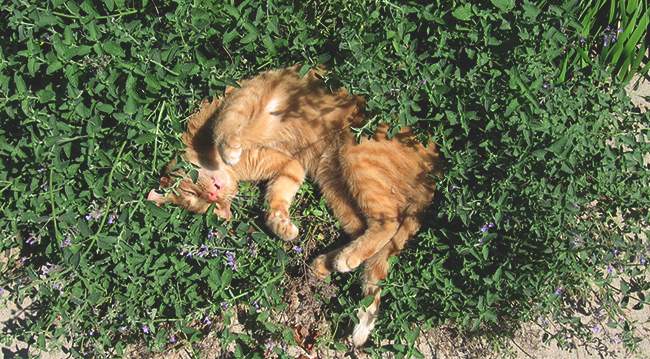Ree-fur Madness: Is Catnip Really Like Cannabis for Cats?