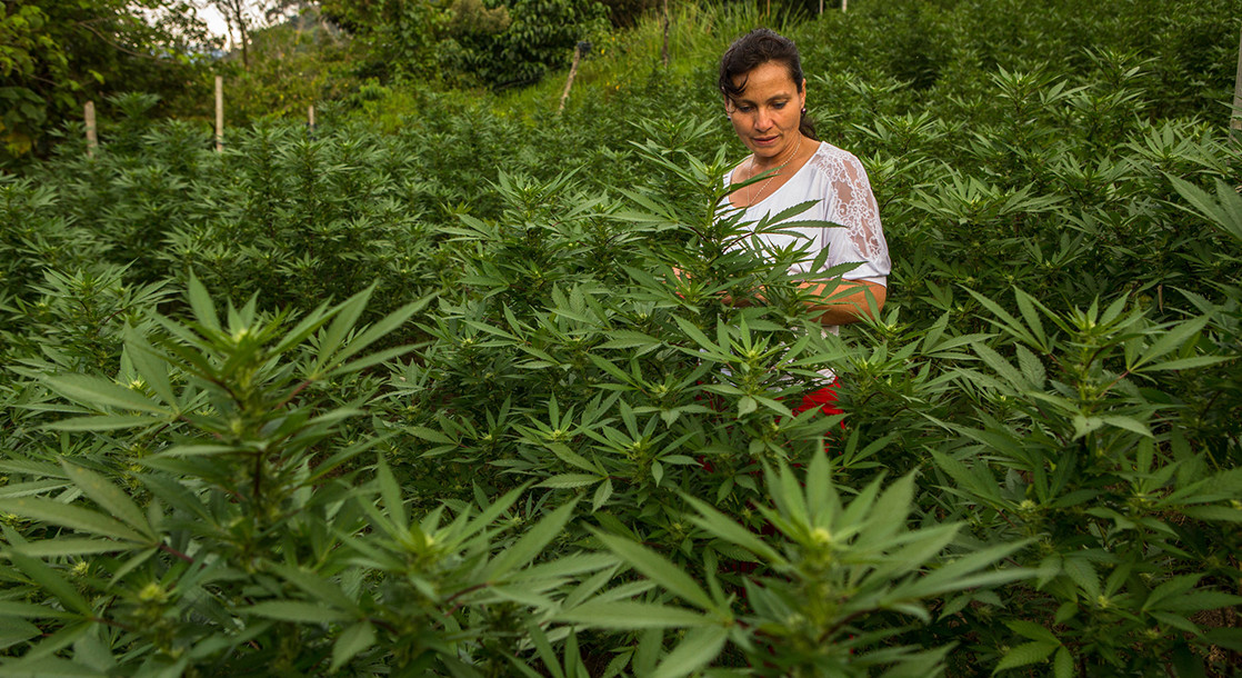 Colombian Government Sparks Legal Cultivation Market by Replacing Rebels With Cannabis Companies
