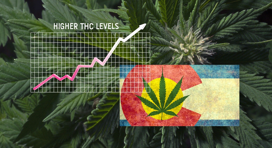 Colorado Busybodies Aim to Make High THC Levels Illegal