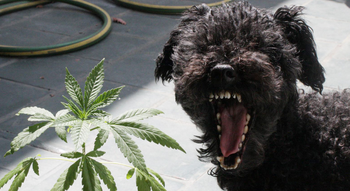 Colorado Dogs Are Getting High on Their Owner’s Supply