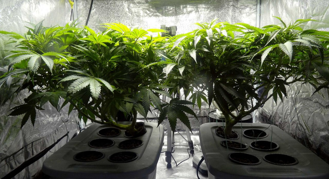 New Colorado Bill Would Add Chemical Agent to Cannabis Plants to Help Police Track Illegal Weed