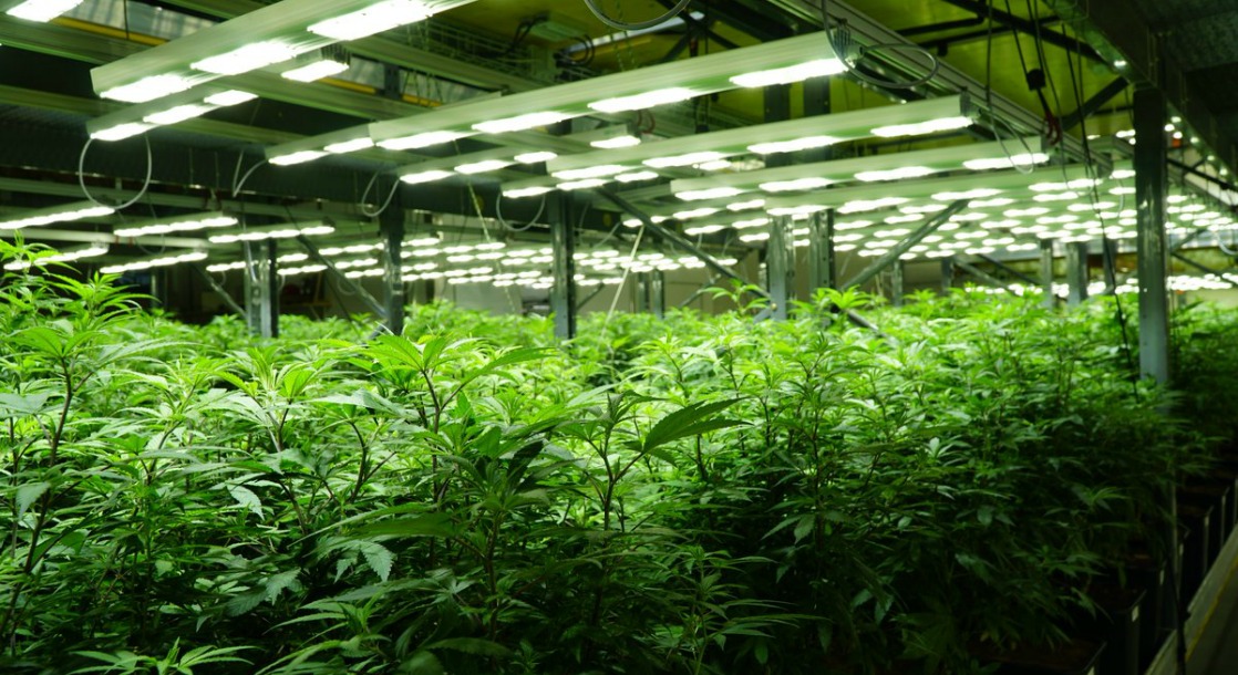California Cannabis Cultivators Are Now Eligible for Farmer-Friendly Energy Discounts