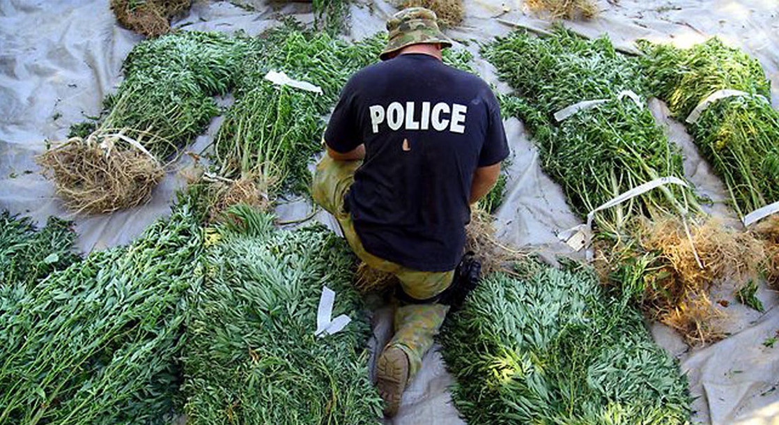 Cannabis Plant Seizure Statistics Show Indoor Grow Ops Are an Increasing Trend in California