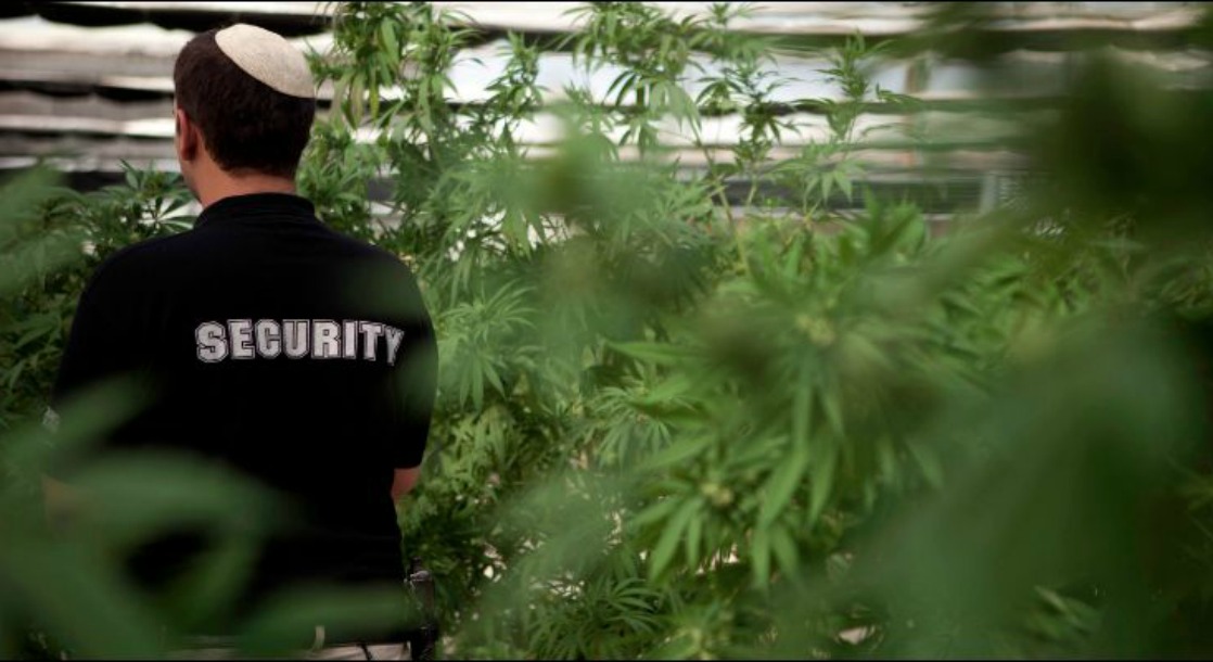 Private Security Firms Are Hoping to Cash in On Massachusetts’ Burgeoning Cannabis Industry