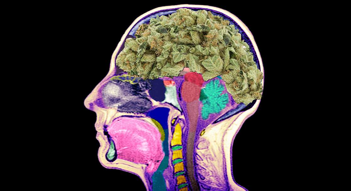 Groundbreaking Study Finds Marijuana May Help With Mental Health Disorders