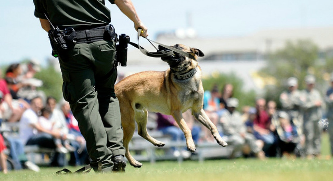 Drug Dogs In Weld County, Colorado Are No Longer Trained to Detect Marijuana