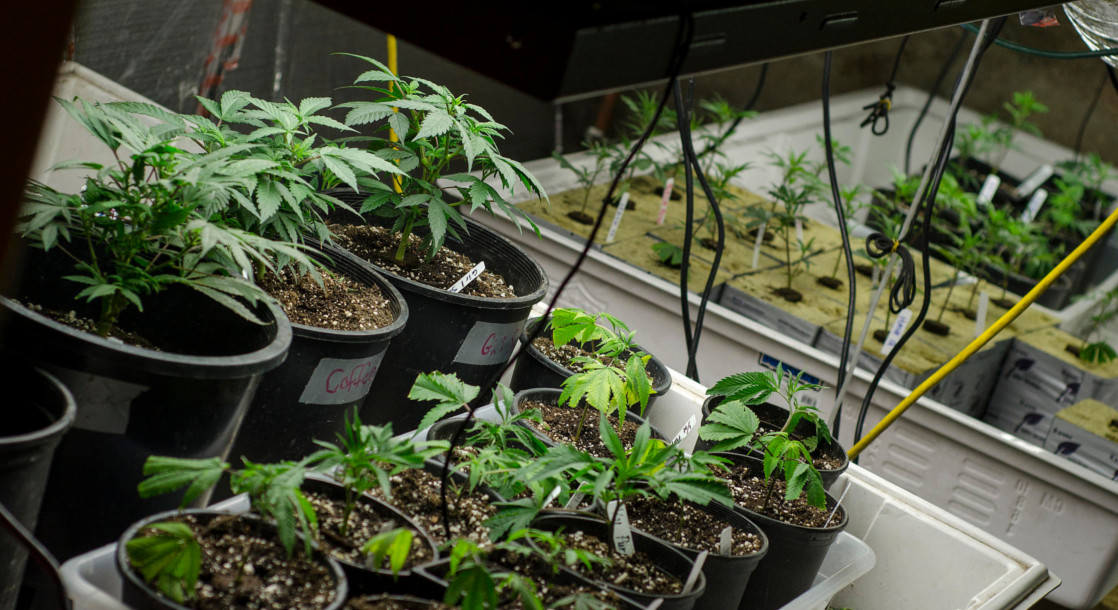 Colorado Senate Votes to Limit Home-Grows to 12 Marijuana Plants