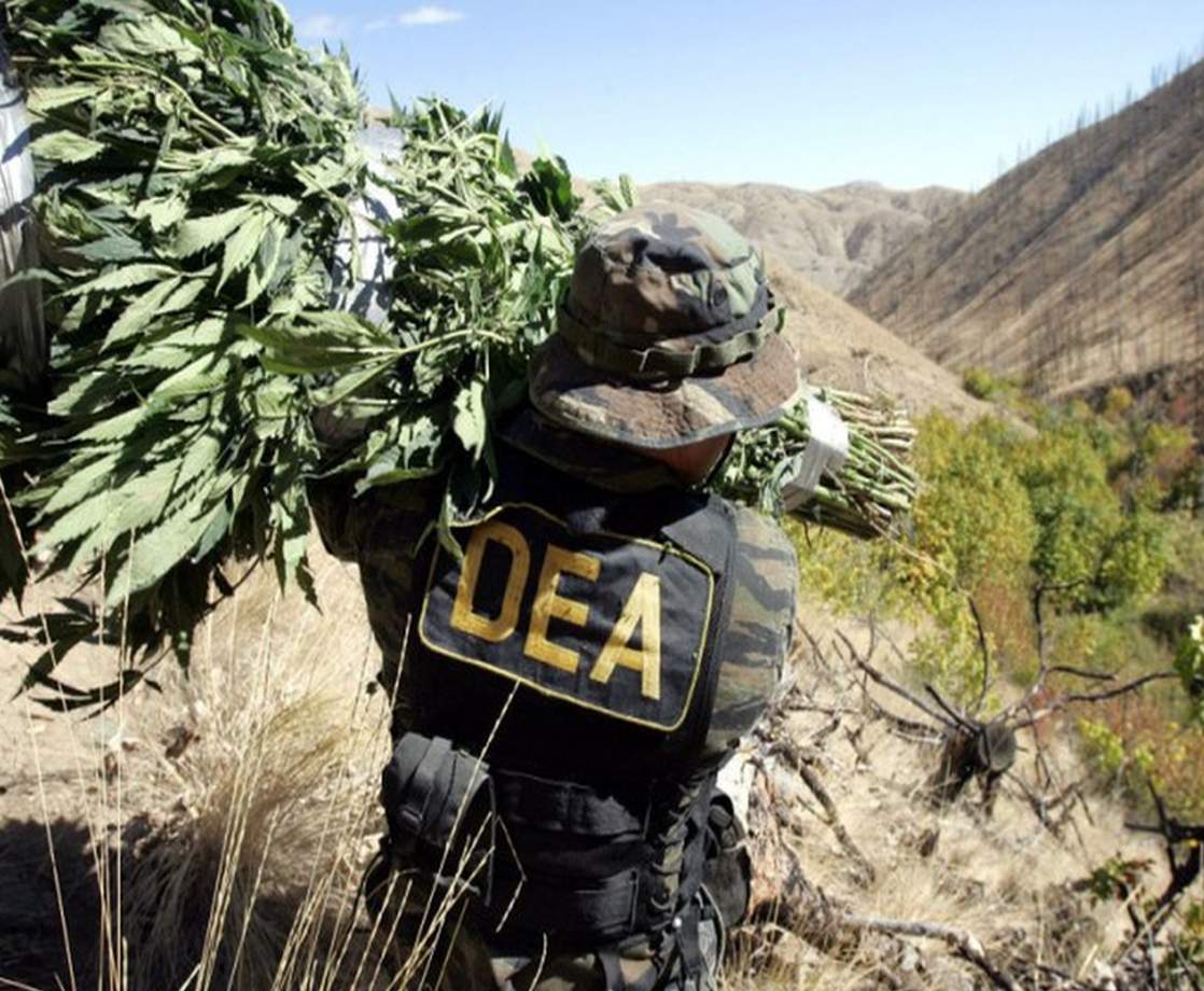 DEA Spends Millions in Tax Dollars to Rid the Nation of Marijuana