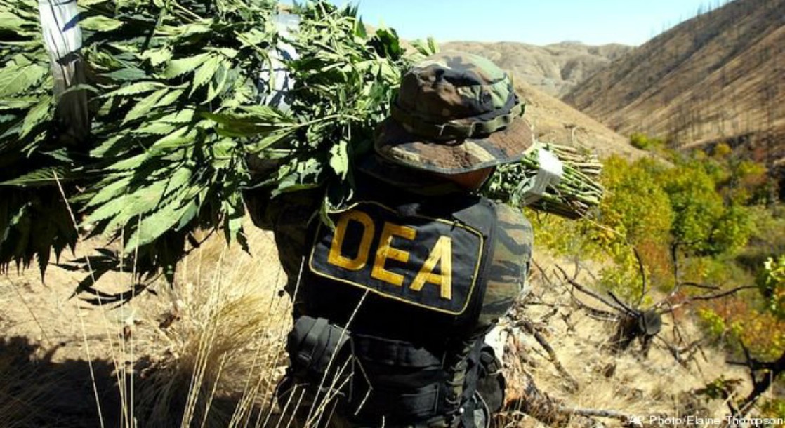 The DEA Seized 5.3 Million Marijuana Plants in 2016