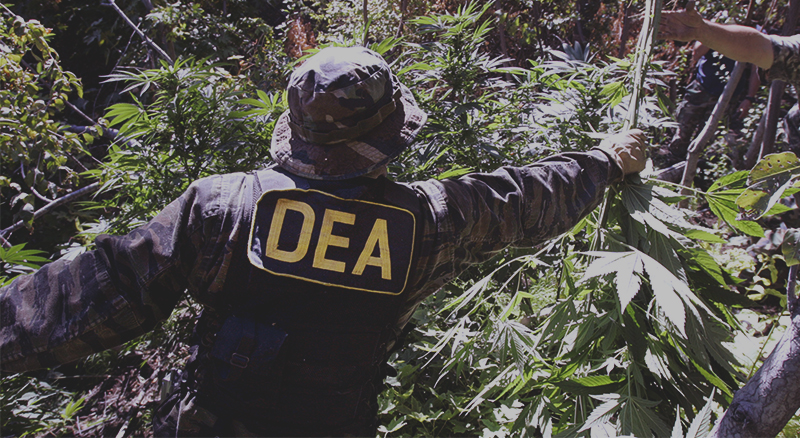 DEA Continues to Delay Decision on Rescheduling Cannabis
