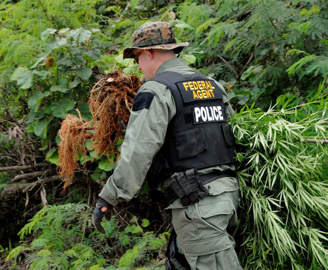DEA Pot Busts Dropped by Almost 40% in 2017