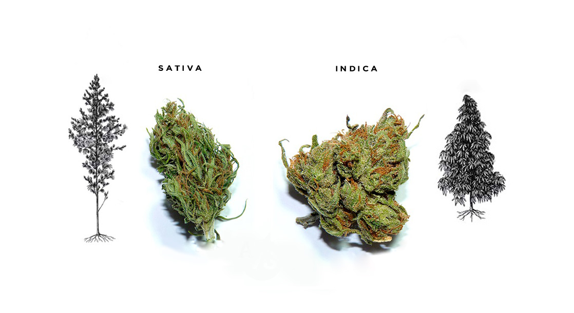 Can You Really Tell the Difference Between Sativa and Indica?