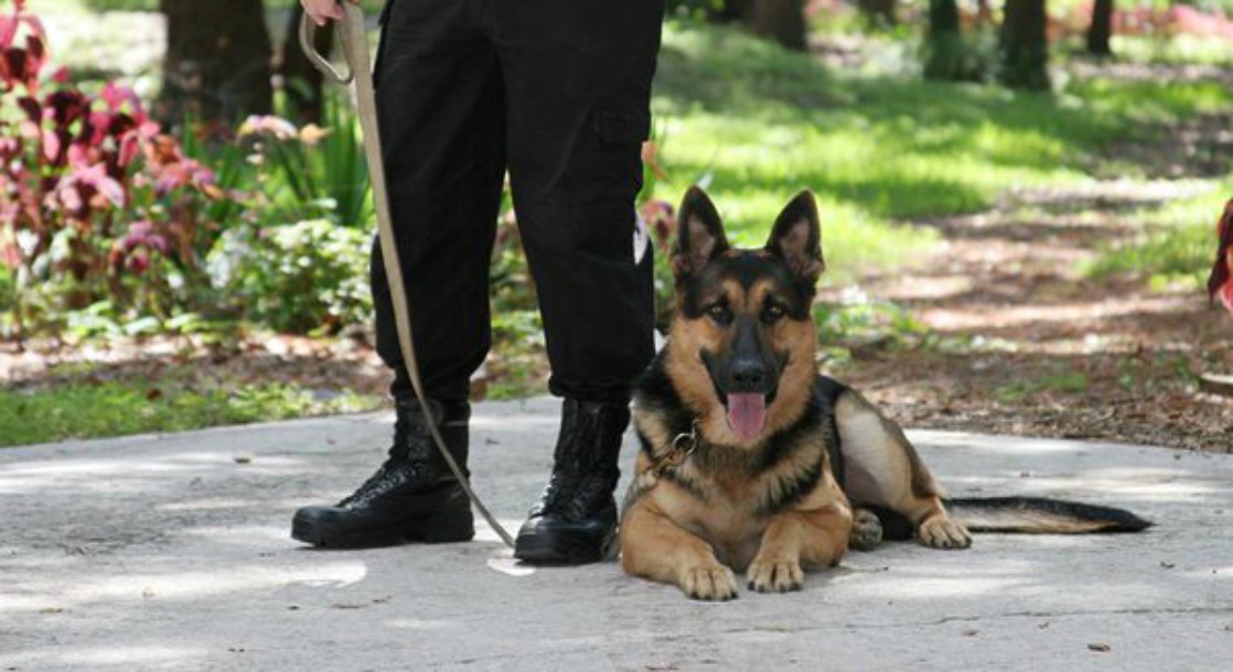 Drug Alerts from Police Dogs Aren’t Probable Cause for Vehicle Search, Colorado Court Rules
