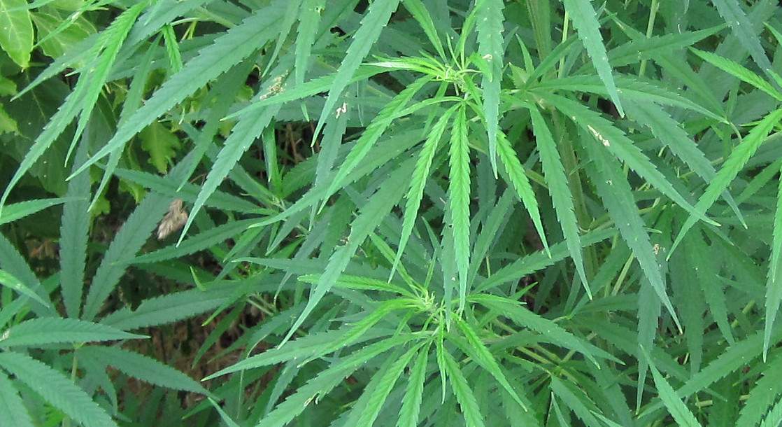 New Study Seeks to Measure Environmental Impact of Marijuana Grows