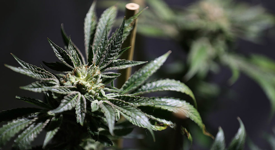 Does Florida’s New Medical Marijuana Bill Allow ANY Form of Consumable Cannabis?