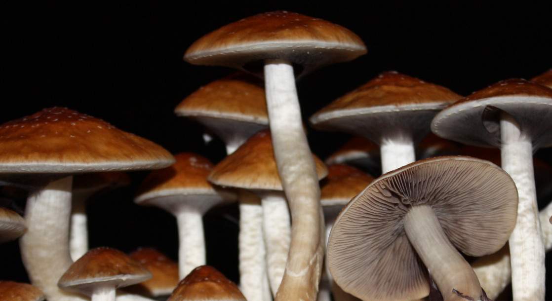 New Studies Find Psilocybin Can Help Cancer Patients Deal with Fear of Death