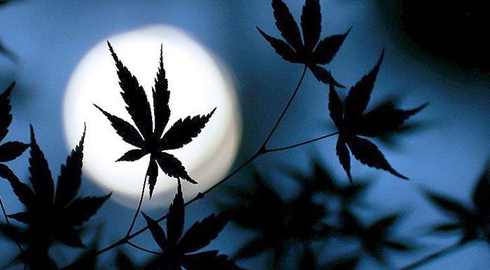 Can the Moon Make Your Weed Purple?