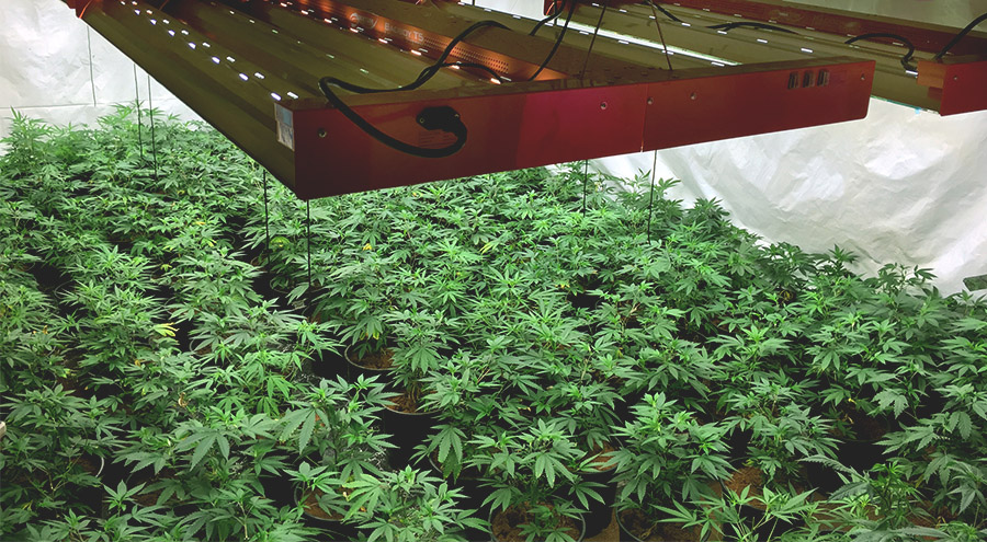 Marijuana Grow Tips From Maine’s Finest Cultivators