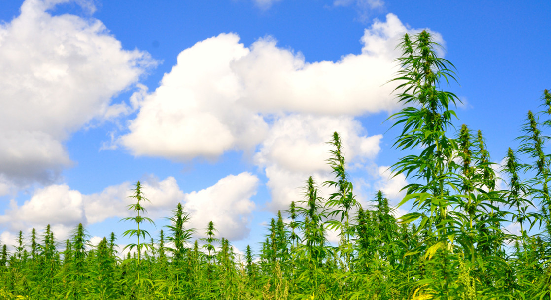 The Hemp Farming Act of 2018 Aims to Legalize Hemp Cultivation and Medical CBD