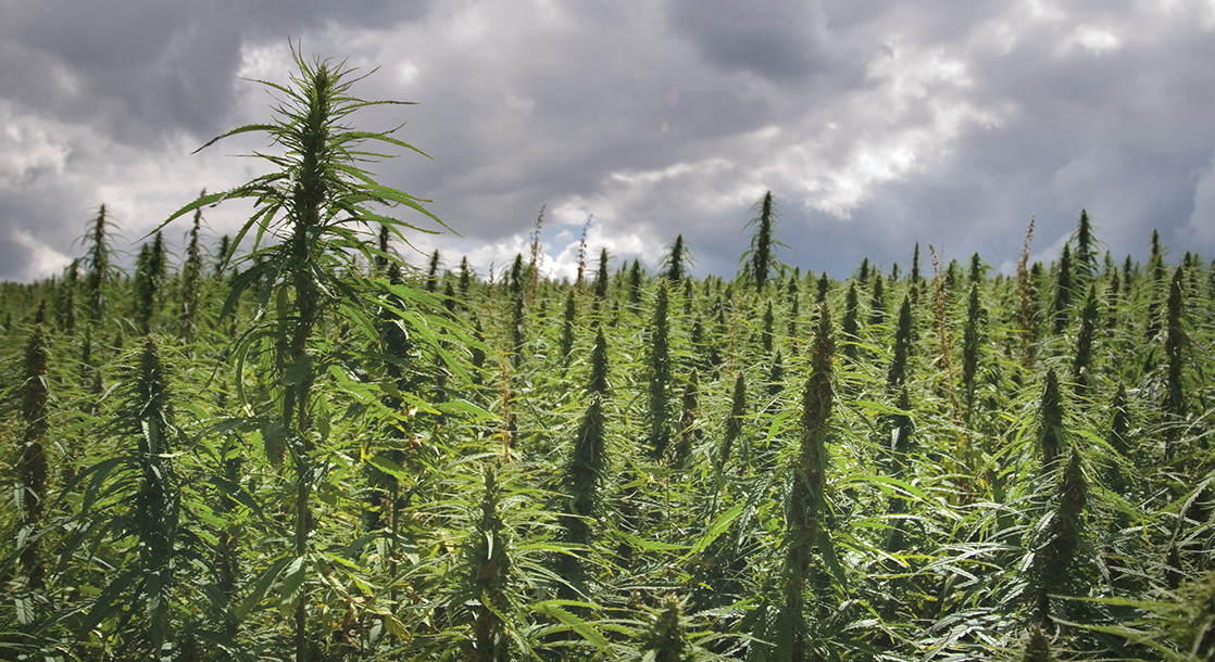 Hemp-Based CBD Market Skyrockets As Cannabis Gains Increasing Nationwide Acceptance