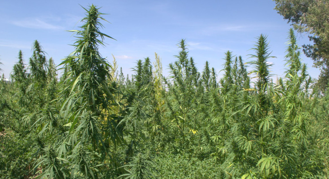 Congress May Finally Legalize Industrial Hemp This Year