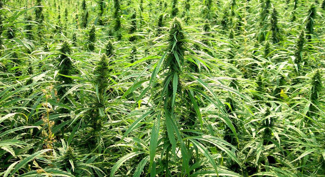 Hemp Harvested in Virginia Amid Budding Discussions of Marijuana Reform