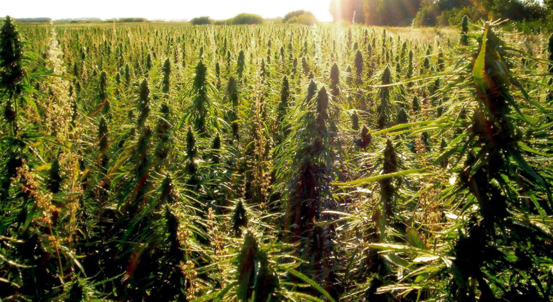 New Amendment Aims to Block Federal Interference with State Hemp Laws