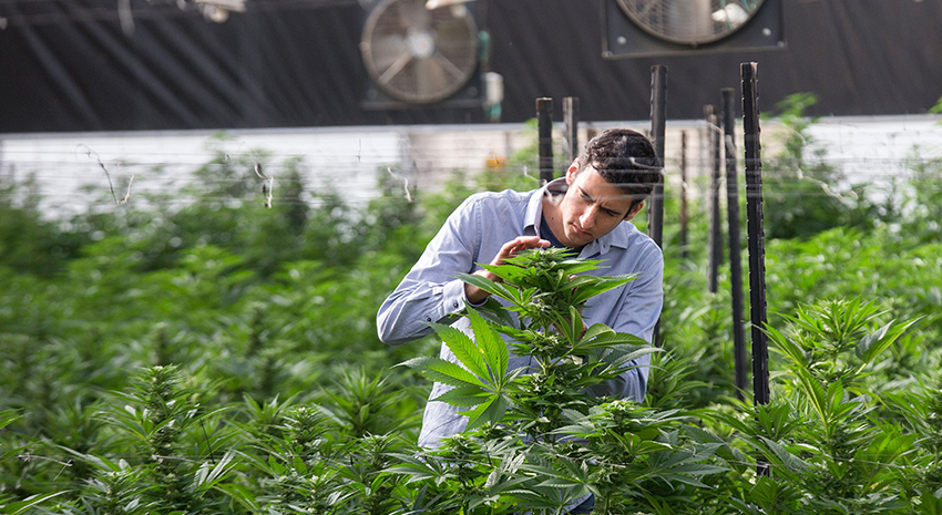 How Israel Became the World’s Cannabis Research Leader