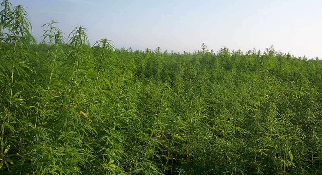 American Hemp Production Grew to New Heights in 2017