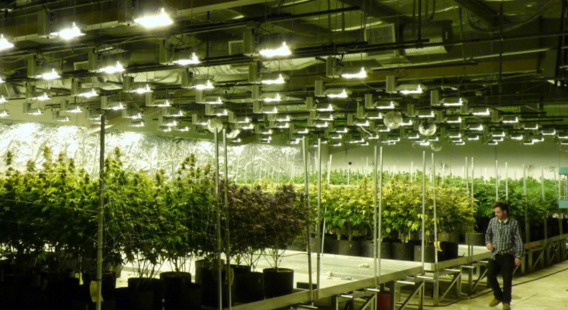 Large Scale Industrial Cannabis Farms Are Popping Up Across California’s Central Valley