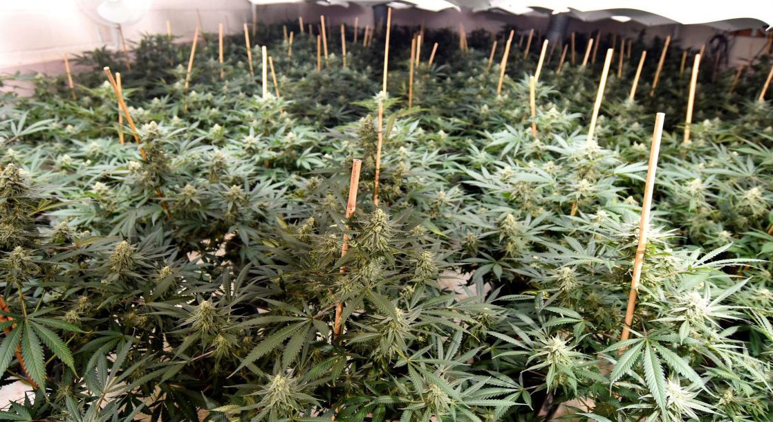 Israeli Agriculture Ministry Classifies Medical Cannabis as an Official Farming Sector