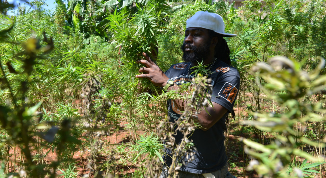 Jamaican Cannabis Licensing Authority Received 236 Applications In Past Year
