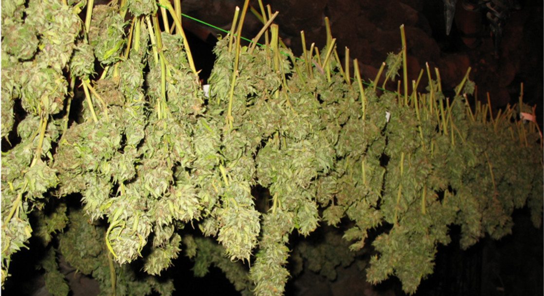 Jamaican Farmers Just Harvested Their First Legal Cannabis Crop