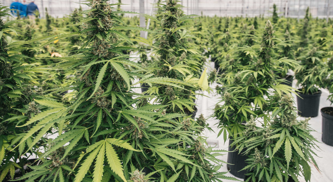 What Can Be Done to Make Marijuana Growing a ‘Greener’ Operation