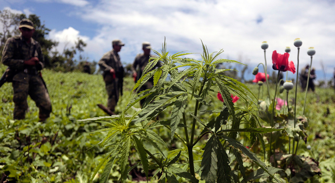 Mexican Senate Legalizes Medical Cannabis in Landslide Vote