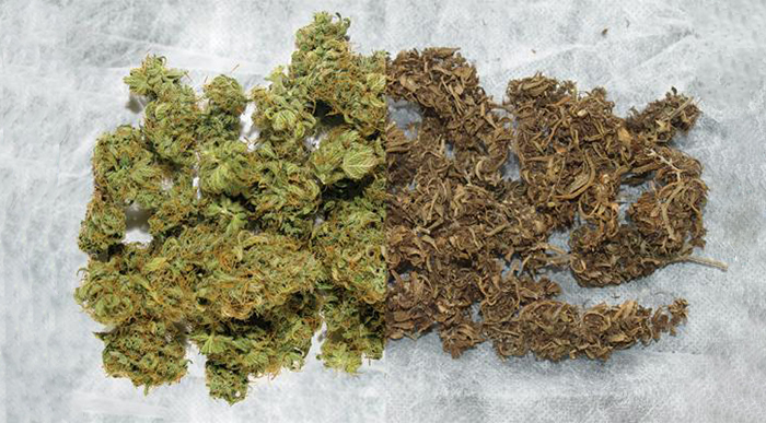 Low, Mid, and High-Quality Types of Weed — What’s the Difference?